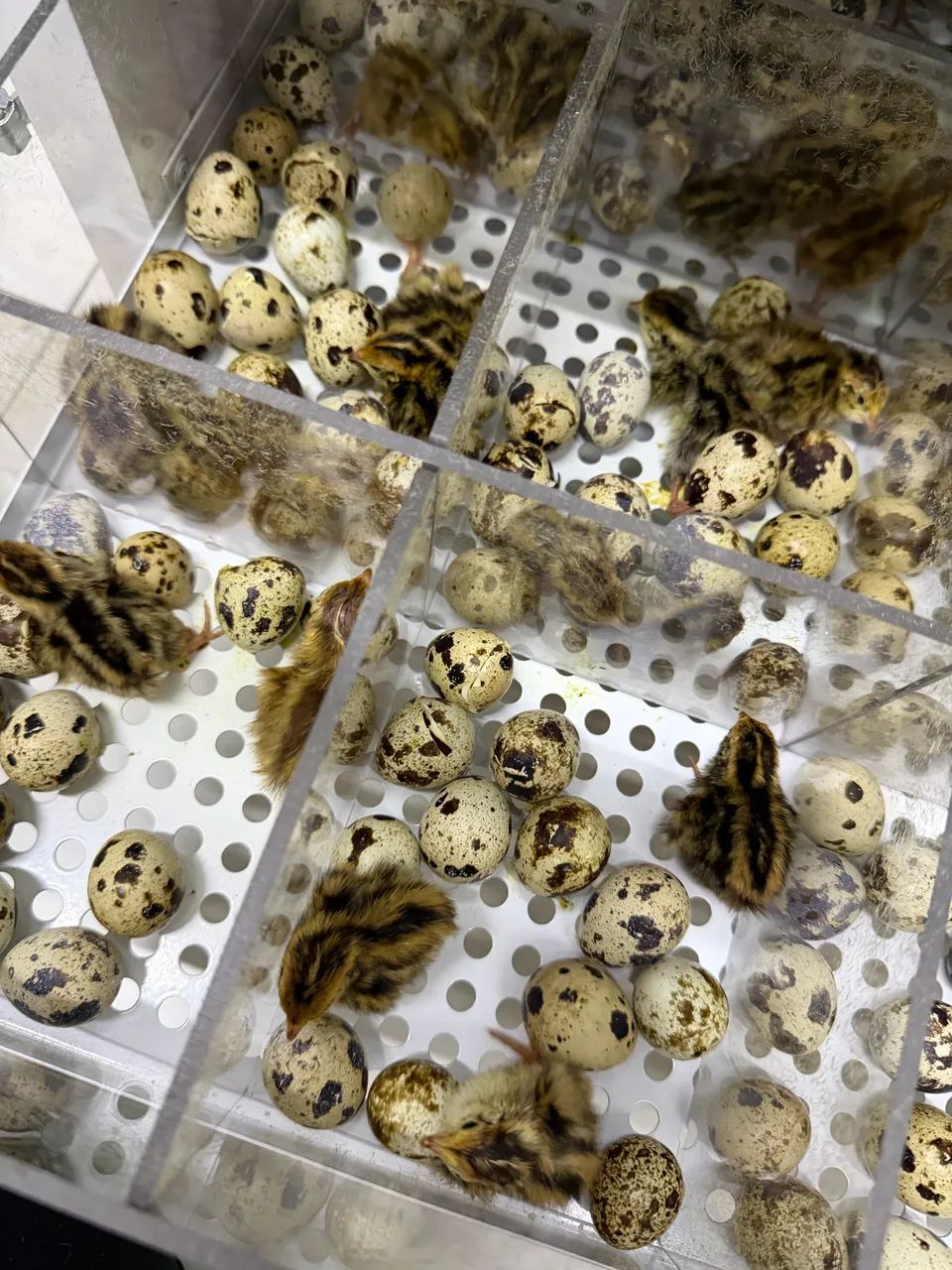 Vendo Codorna Japonica Japonesa e Ovo Galado