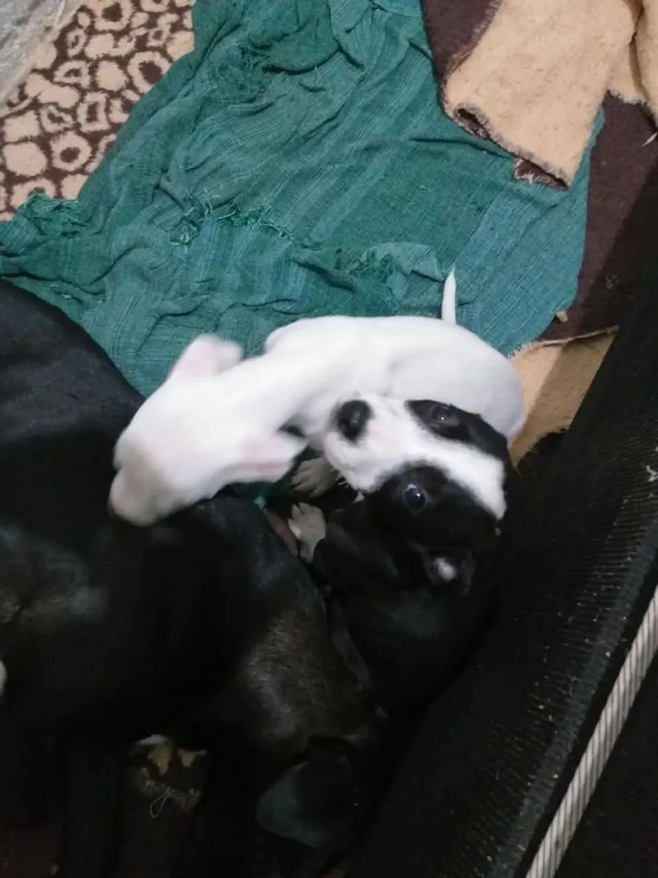 Pitbull - Foto 3