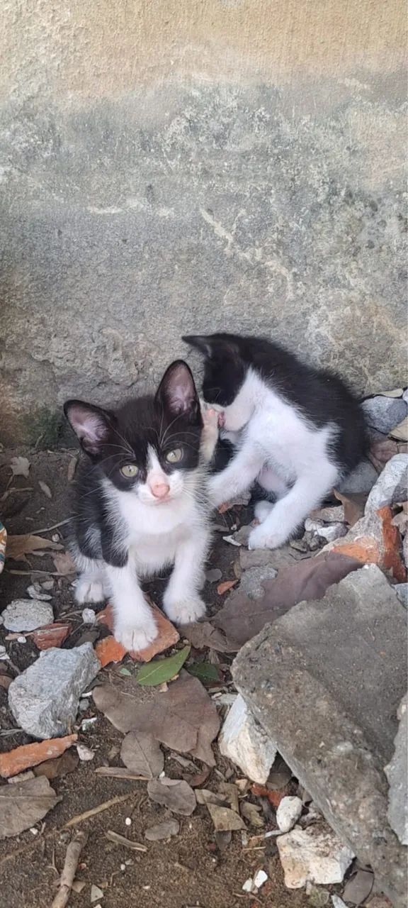 Gatinhos para adoção 