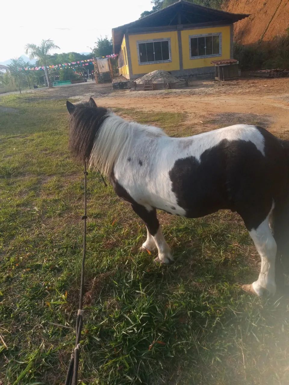 Vende-se cavalo e pônei  - Foto 2