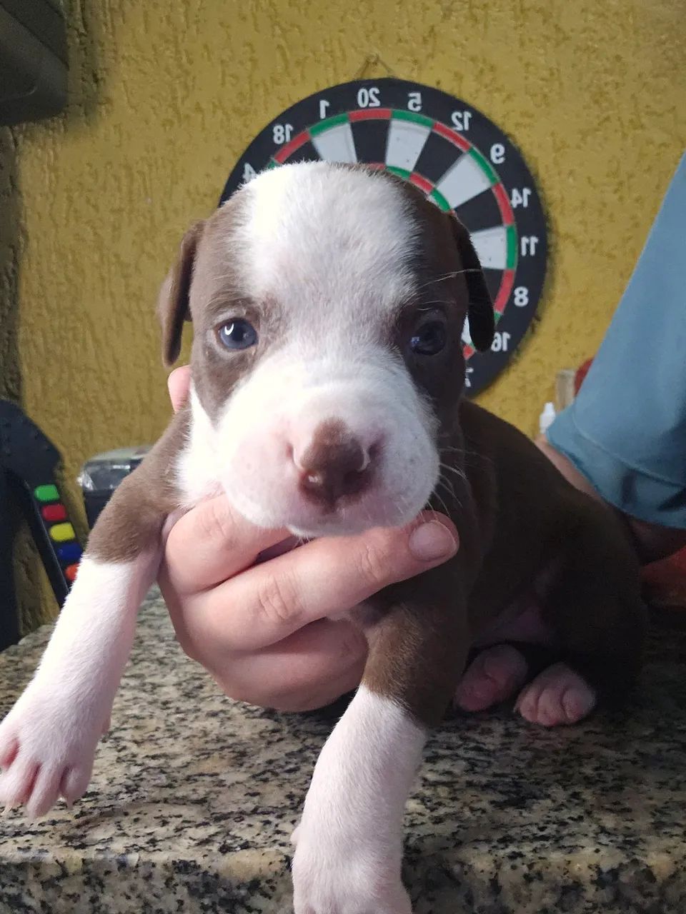 Filhotes de pitbull  - Foto 3