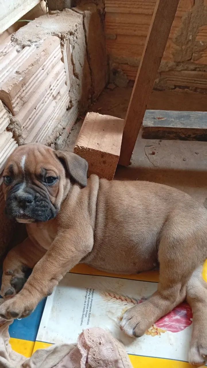Buldogue Campeiro - Foto 2