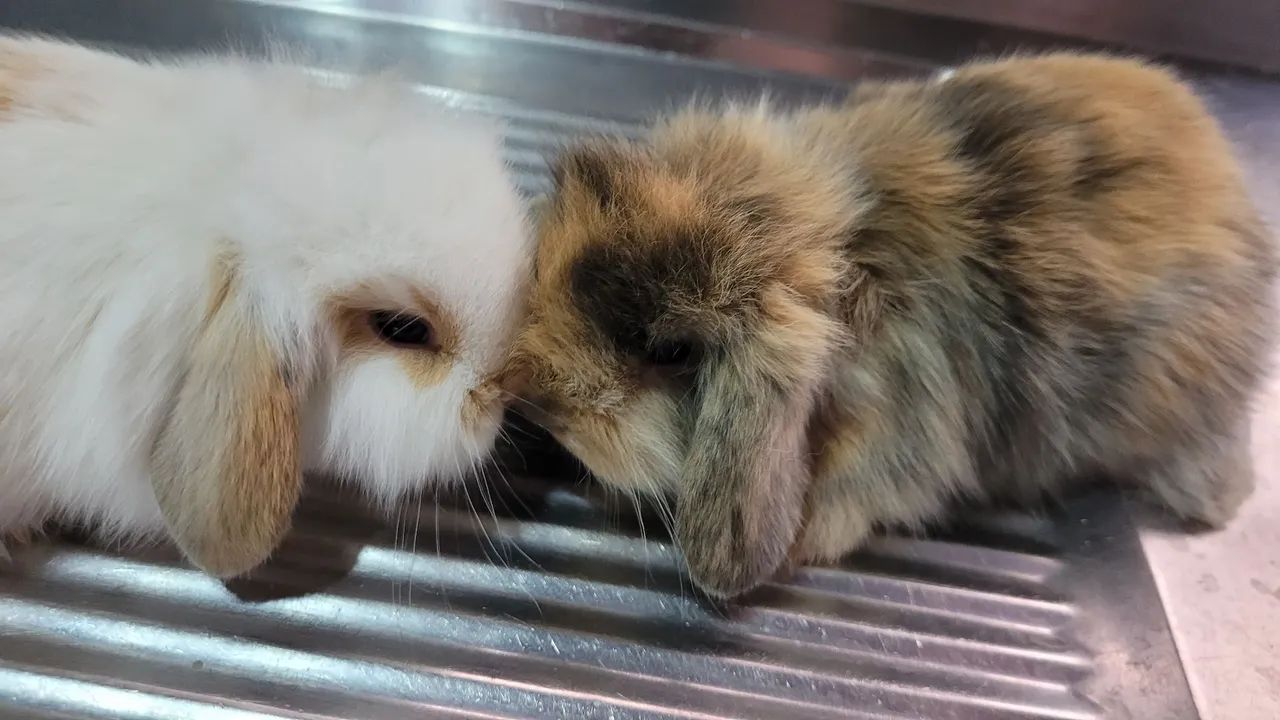 Mini Coelhos Fuzzy lop 
