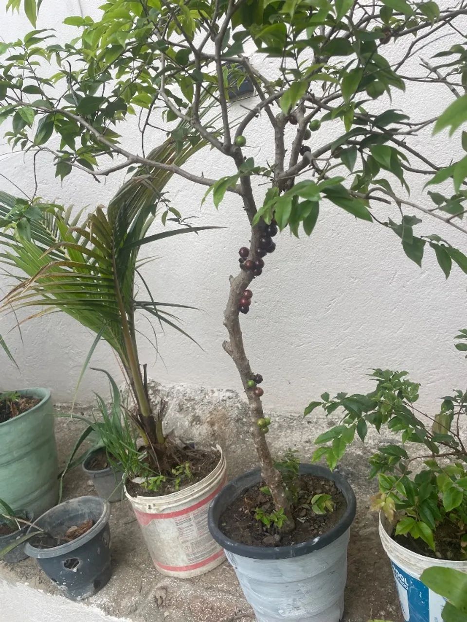 pe de jabuticaba  - Foto 2
