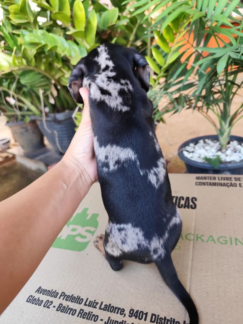 Dachshund/ Cofap/ besset  - Foto 2