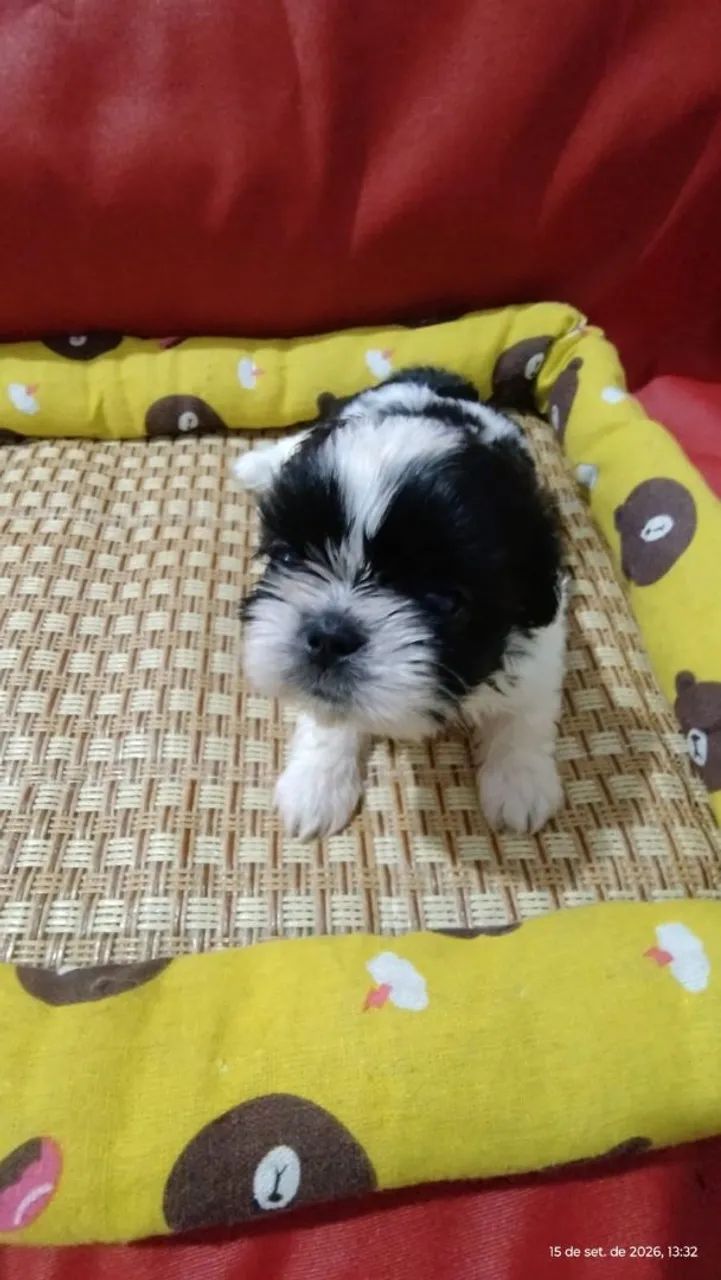 Linda shihtzu  - Foto 4