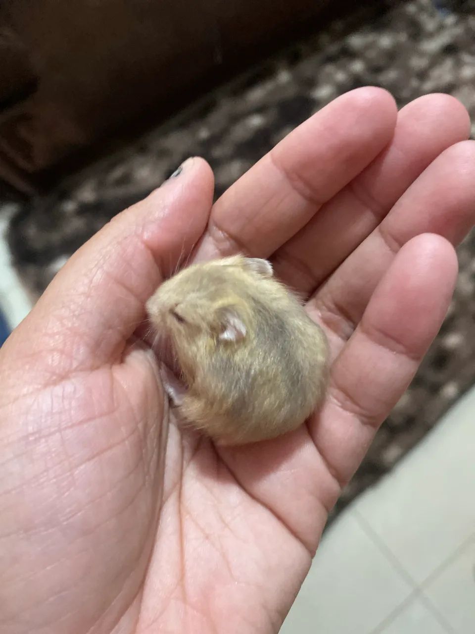 Hamster filhotes  - Foto 2