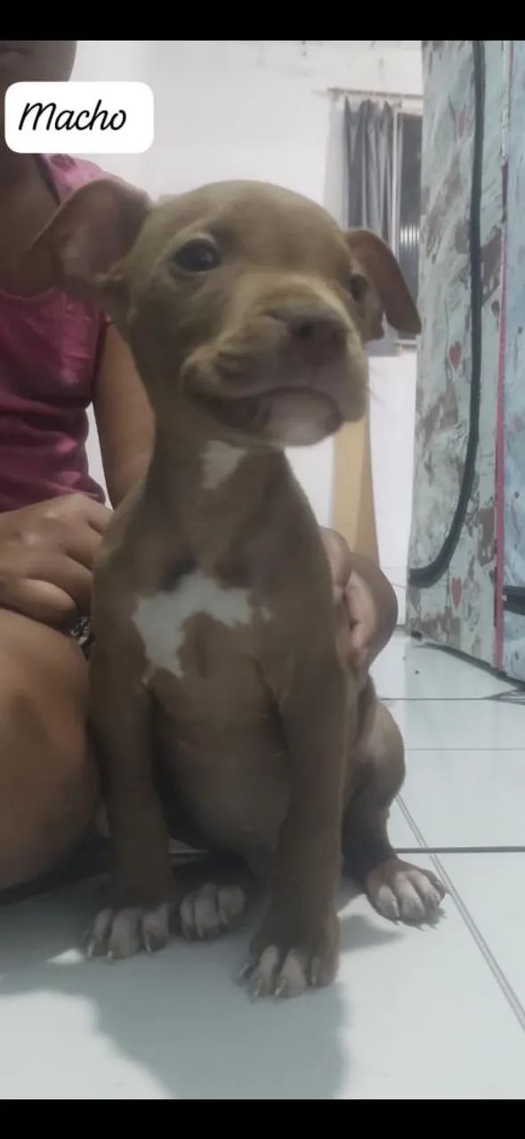Filhote de Pitbull  - Foto 4