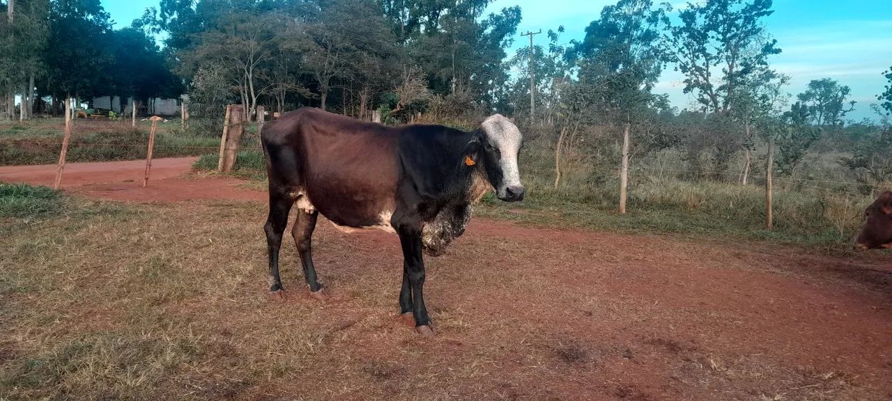 NOVILHAS LEITEIRAS  - Foto 4