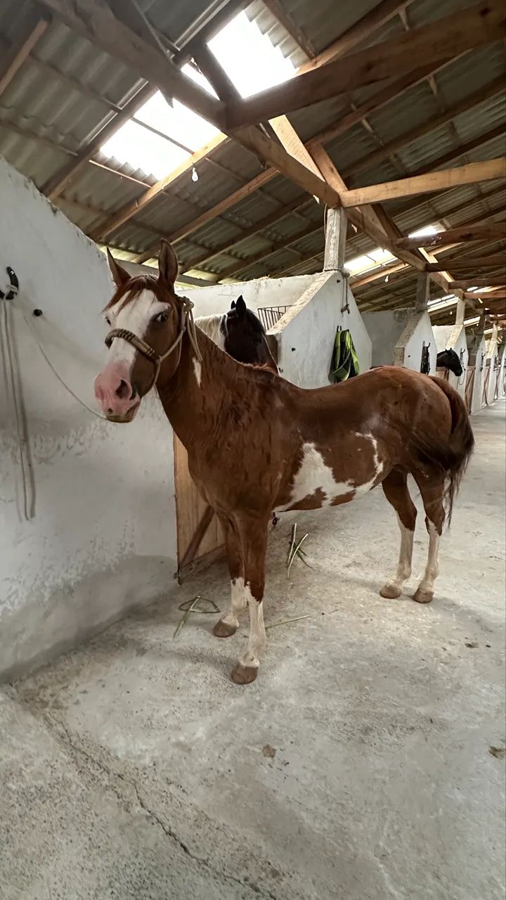 Cavalo Paint Horse - Foto 3