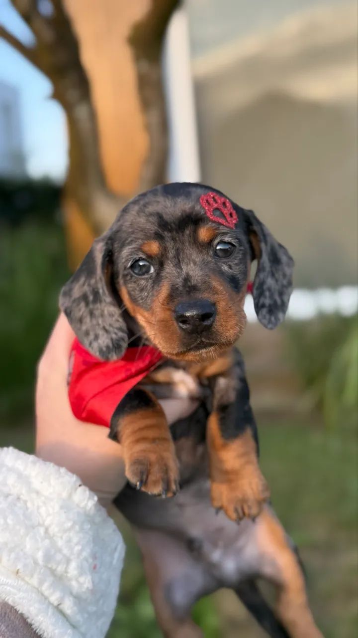Dachshund Arlequim Prata - Foto 4