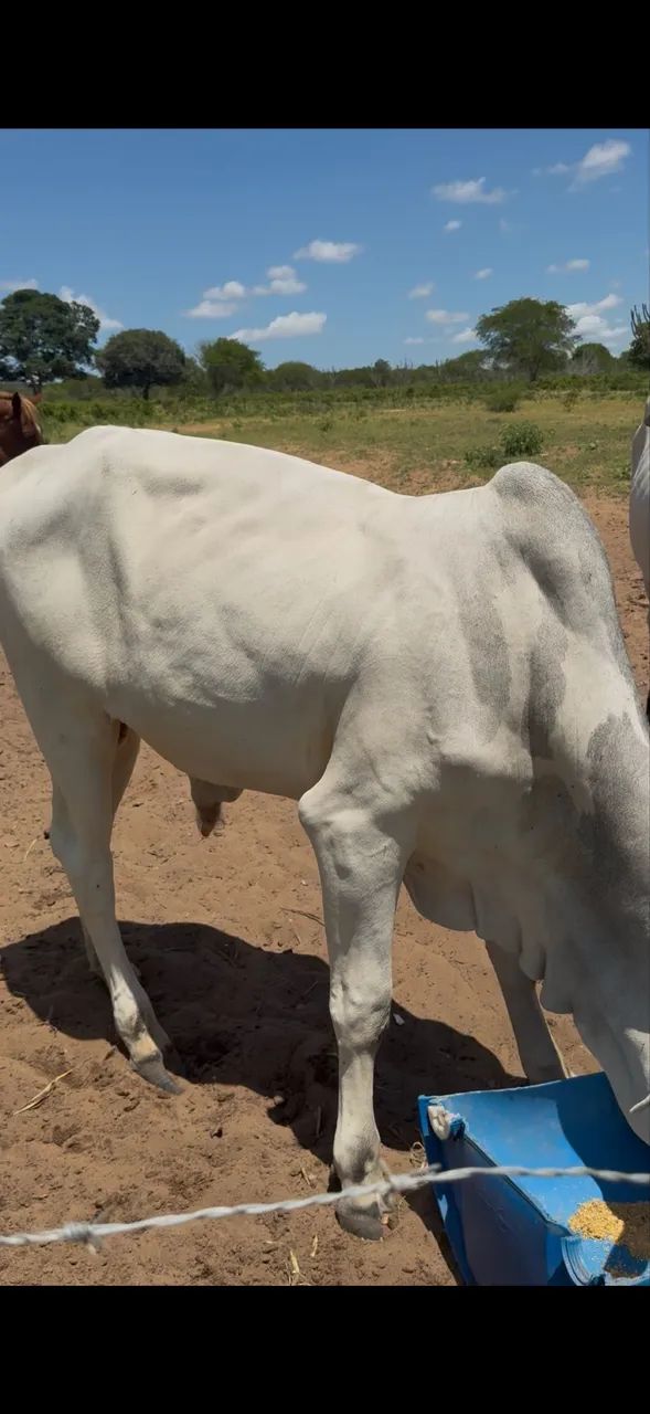 Vendo 3 Garrotes/bezerros Nelore - Ótima Oportunidade - Foto 2