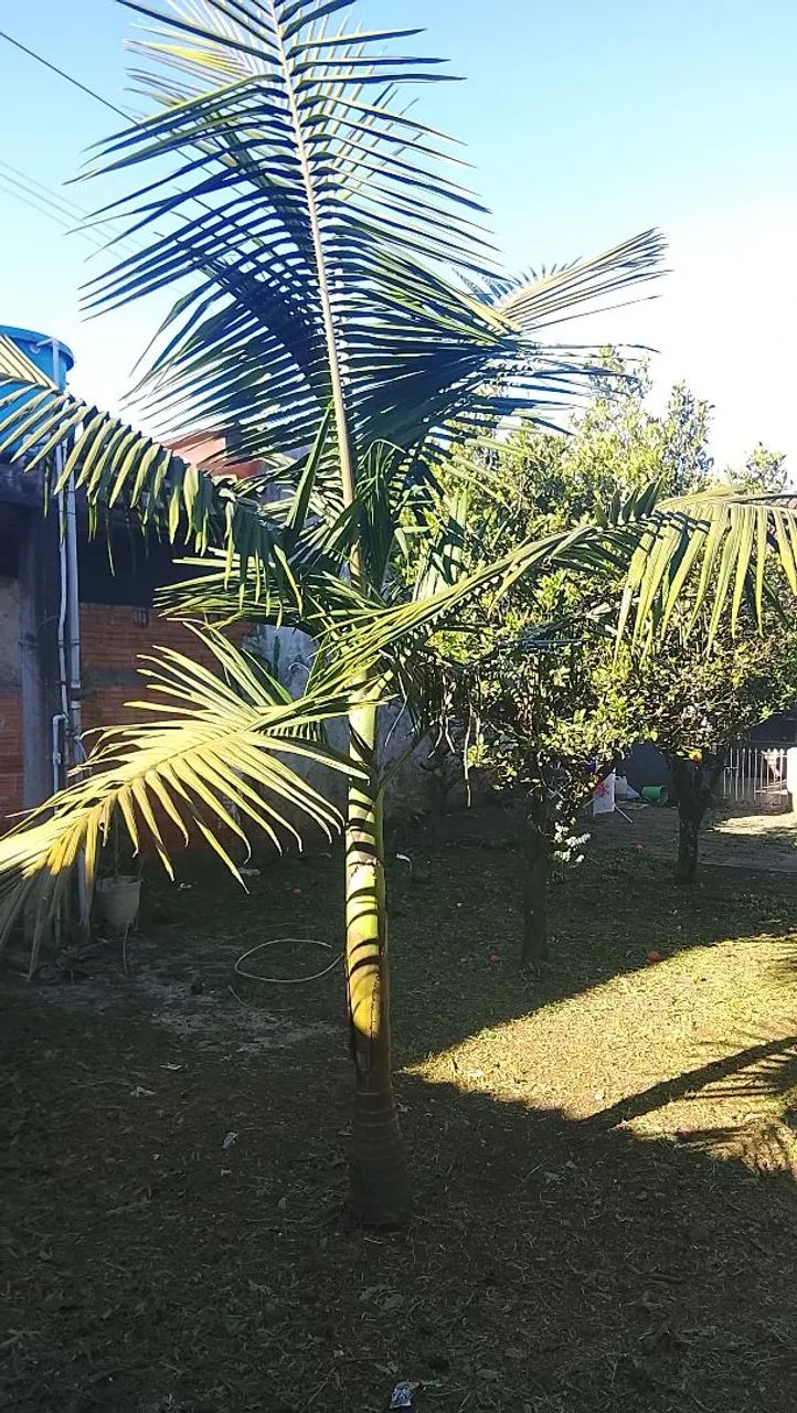 Jardinagem  - Foto 2