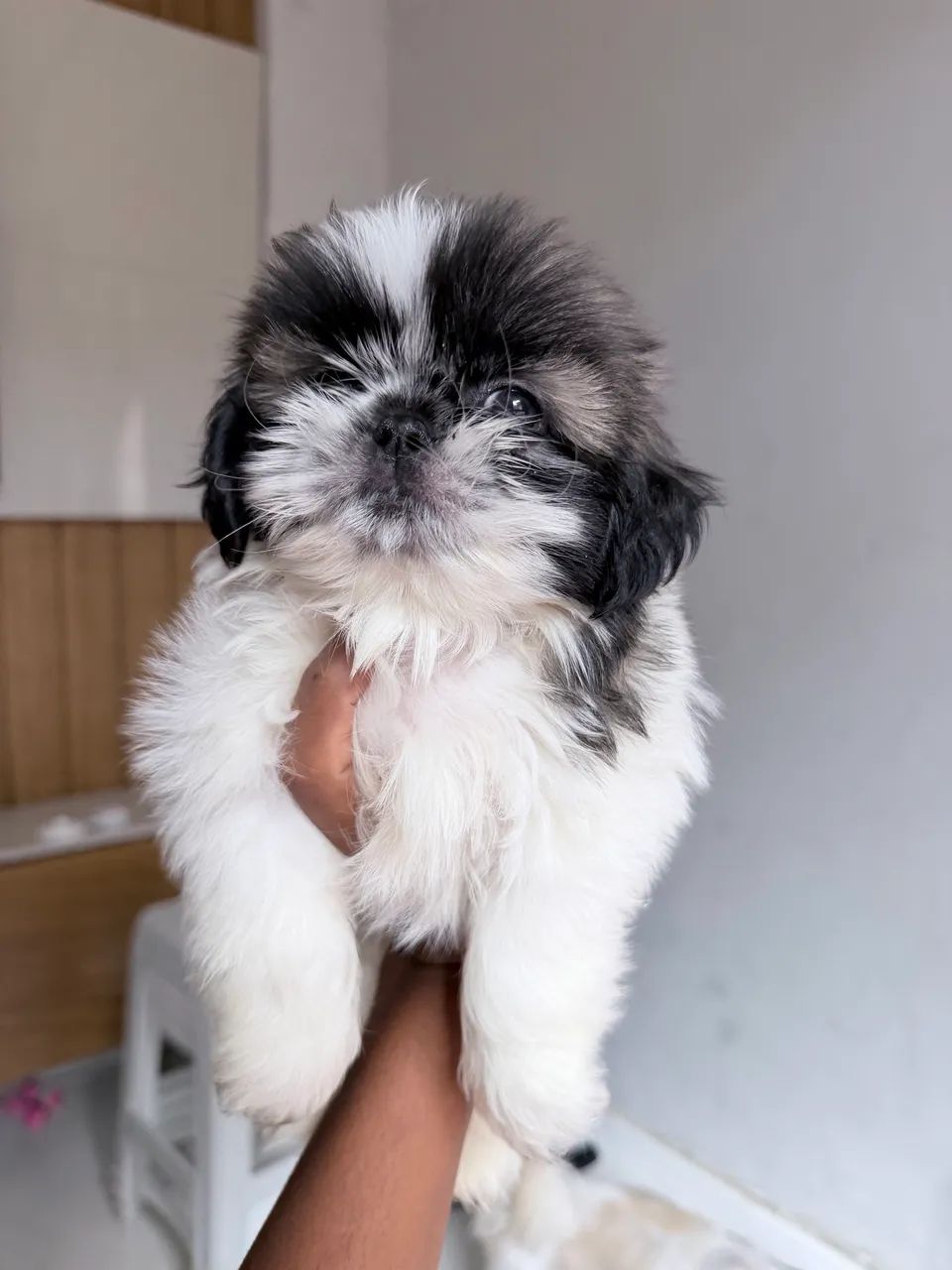 Shih tzu padrão top  
