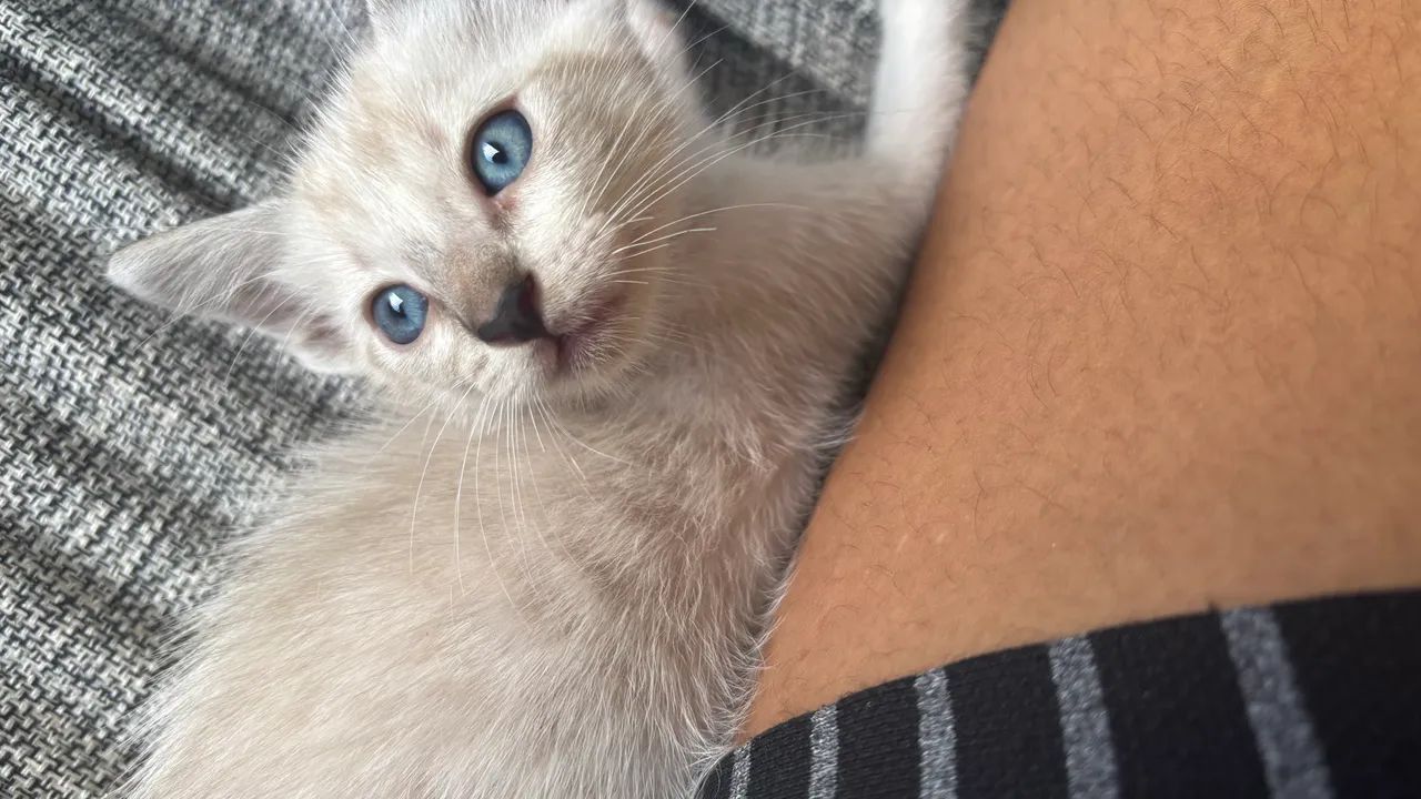 Gatinha para doação 