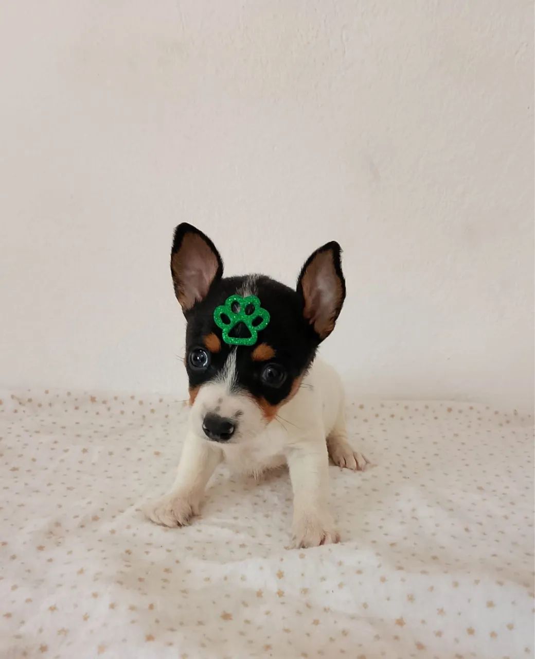 Pinscher com 46 dias vacinado 