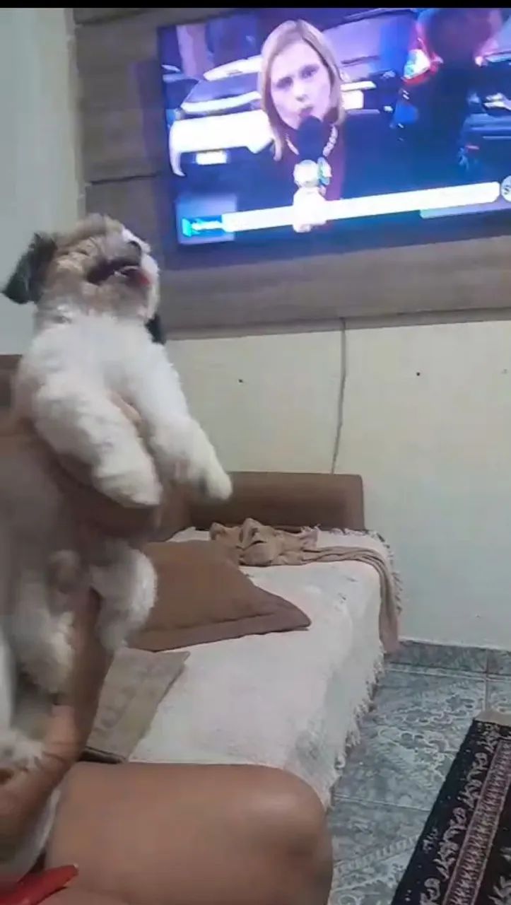 A procura de uma namorada  - Foto 4