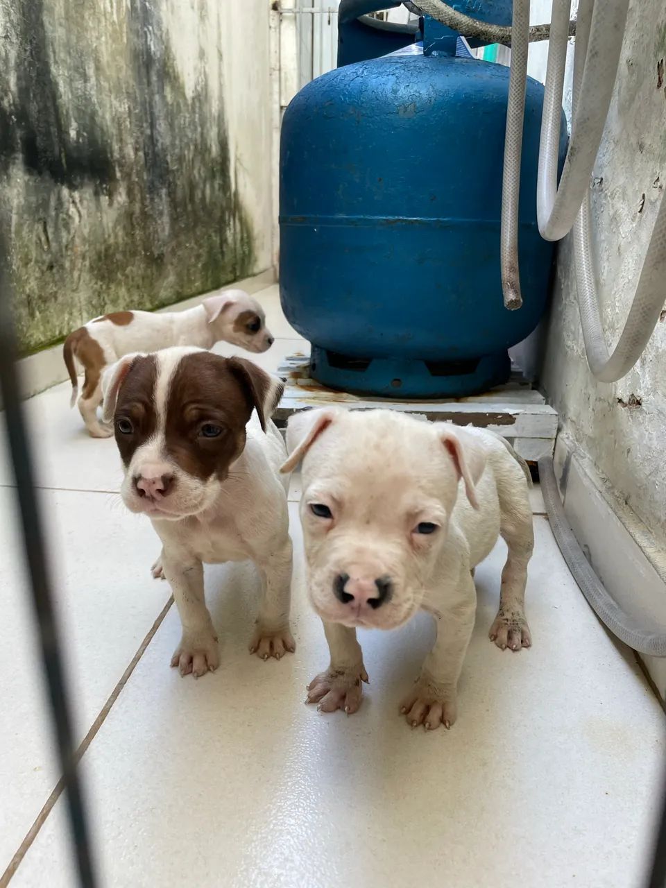 3 filhotes de pitbull apbt - Foto 4