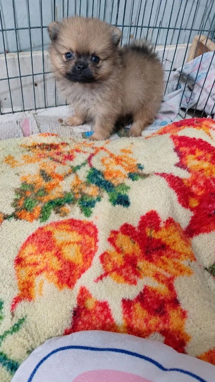 Machinho de Spitz/Lulu - Foto 2