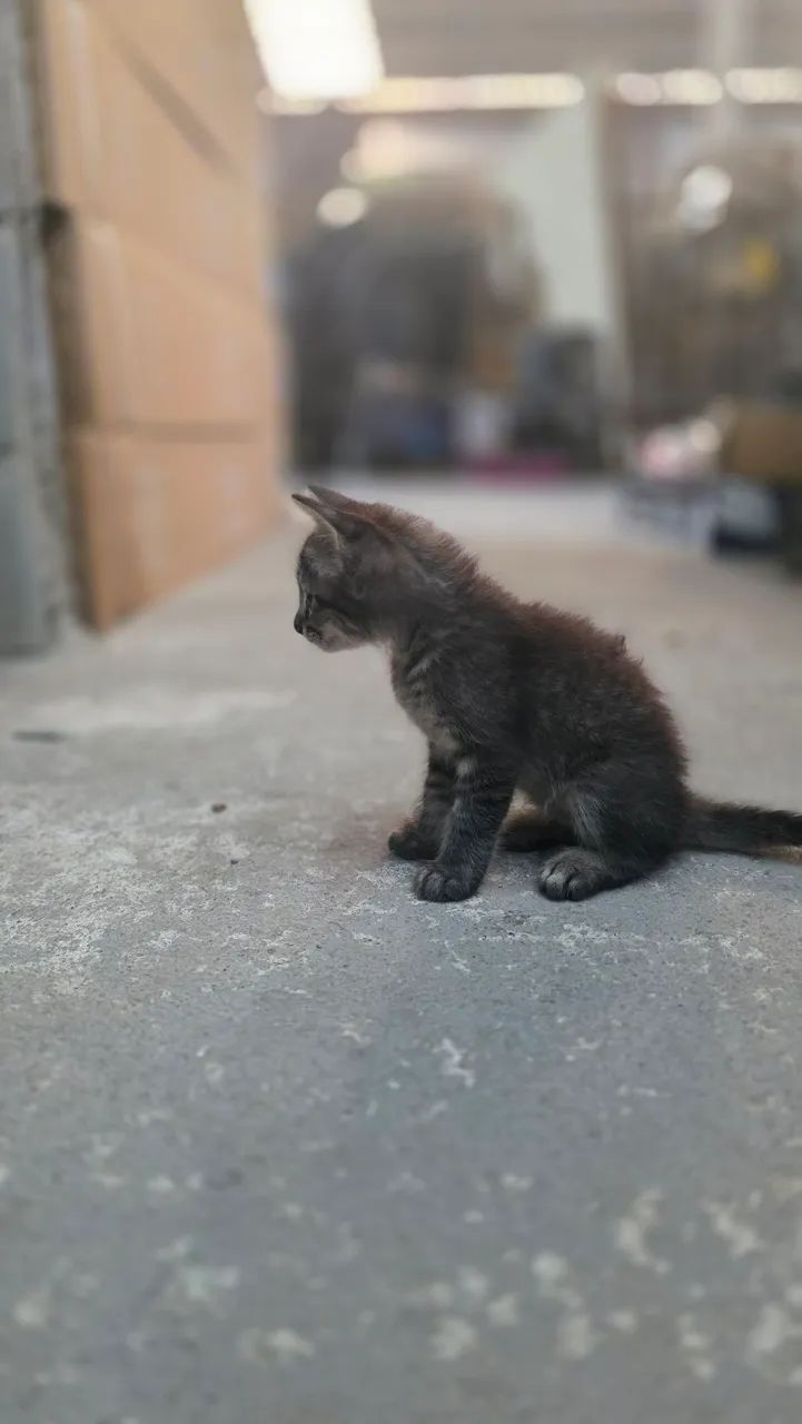 Doação de gato - Foto 4
