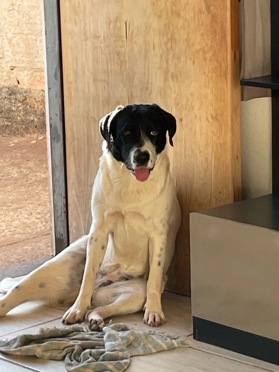 Doa-se Cachorro  - Foto 5