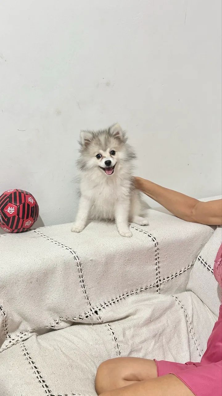 Spitz alemão macho 3 meses - Foto 3