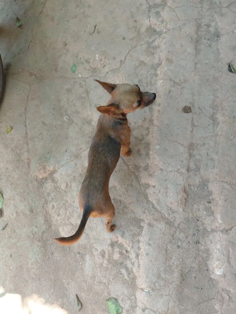 Pinscher fêmea