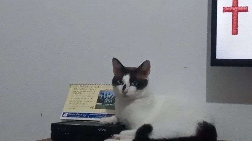DOAÇÃo de GATO - Foto 4