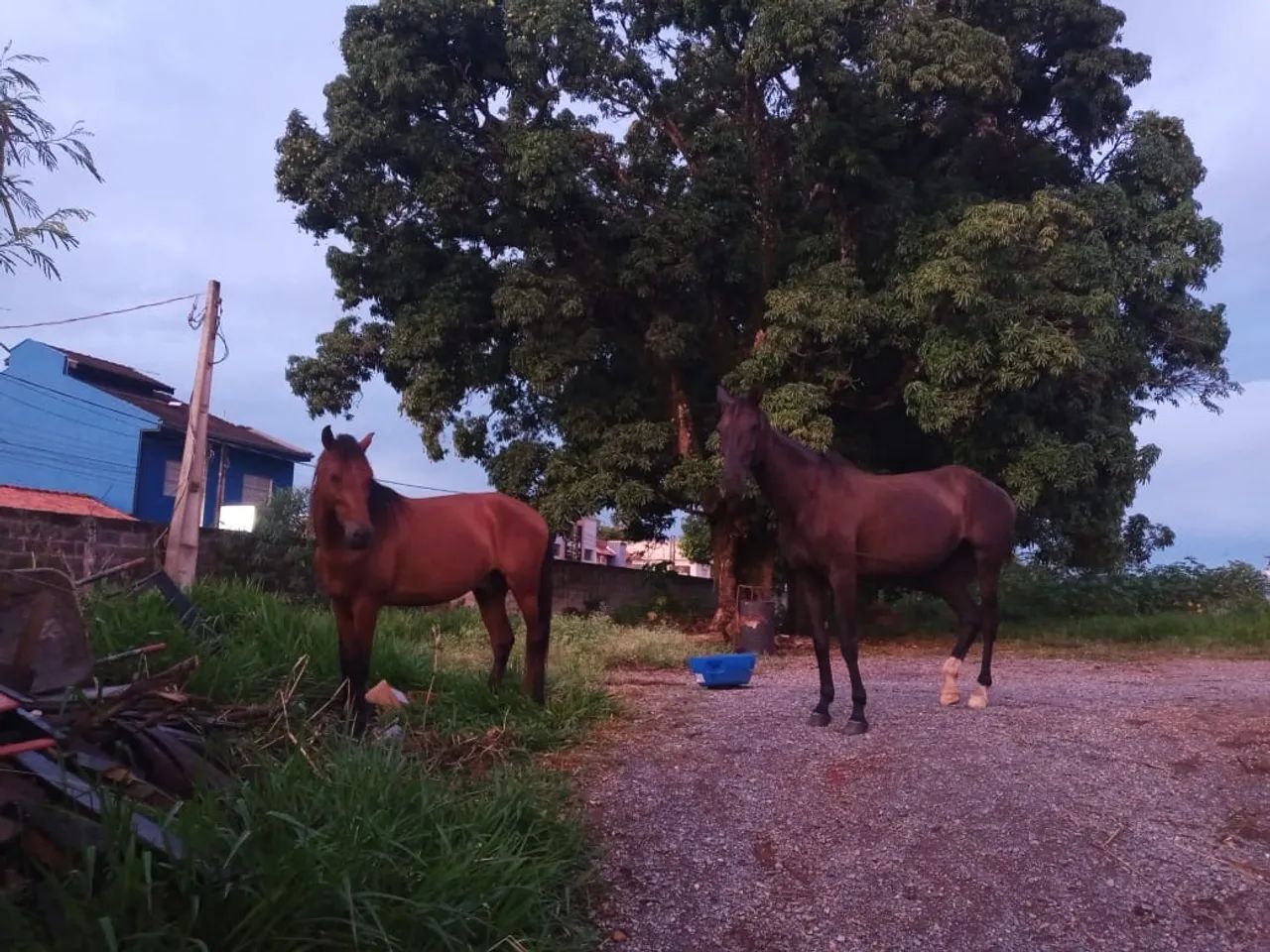 Égua $2.000 / cavalo $3.500