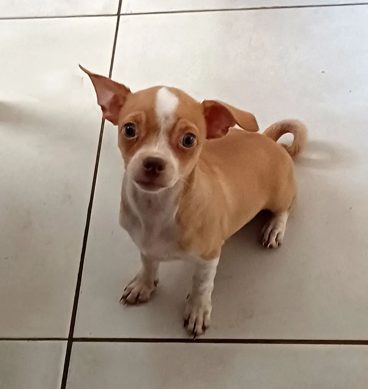 Chihuahuas machos - Foto 2