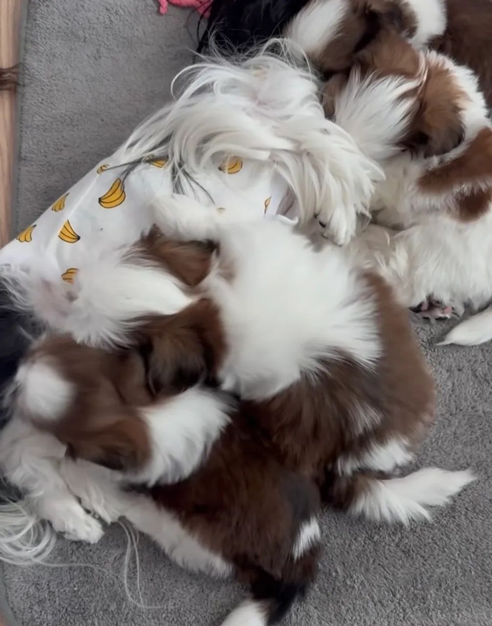 Shih tzu mini - Foto 2