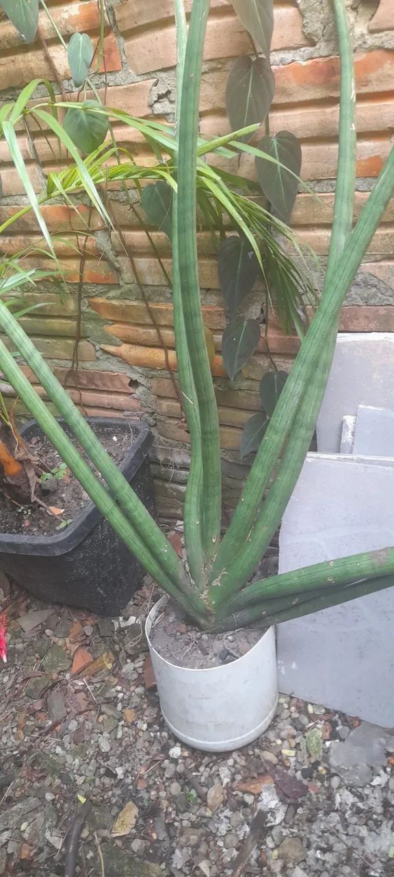 Planta da fortuna -  Linda e fácil de cuidar! - Foto 3
