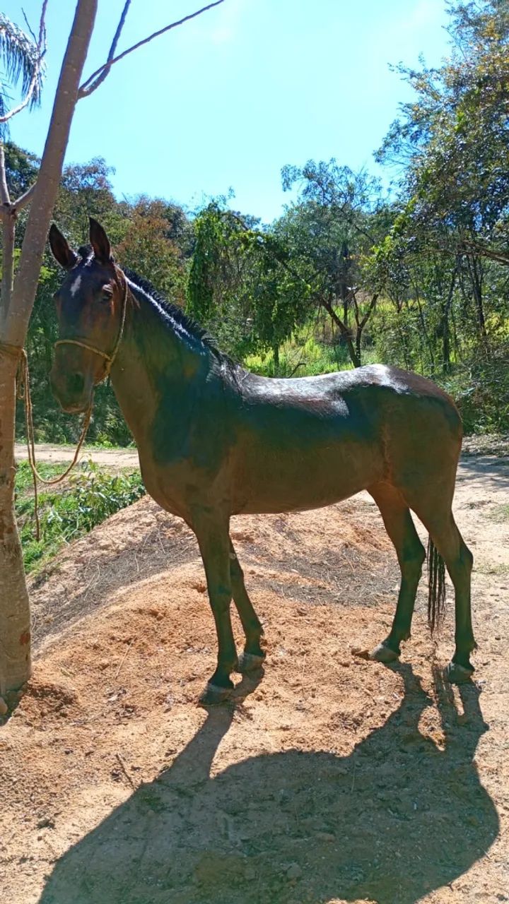 cavalo - Foto 2
