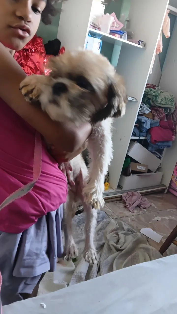 Shitzu 
