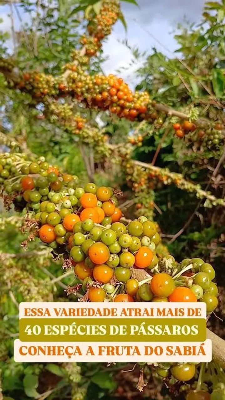 Mudas de árvores fruta do sabiá  - Foto 4