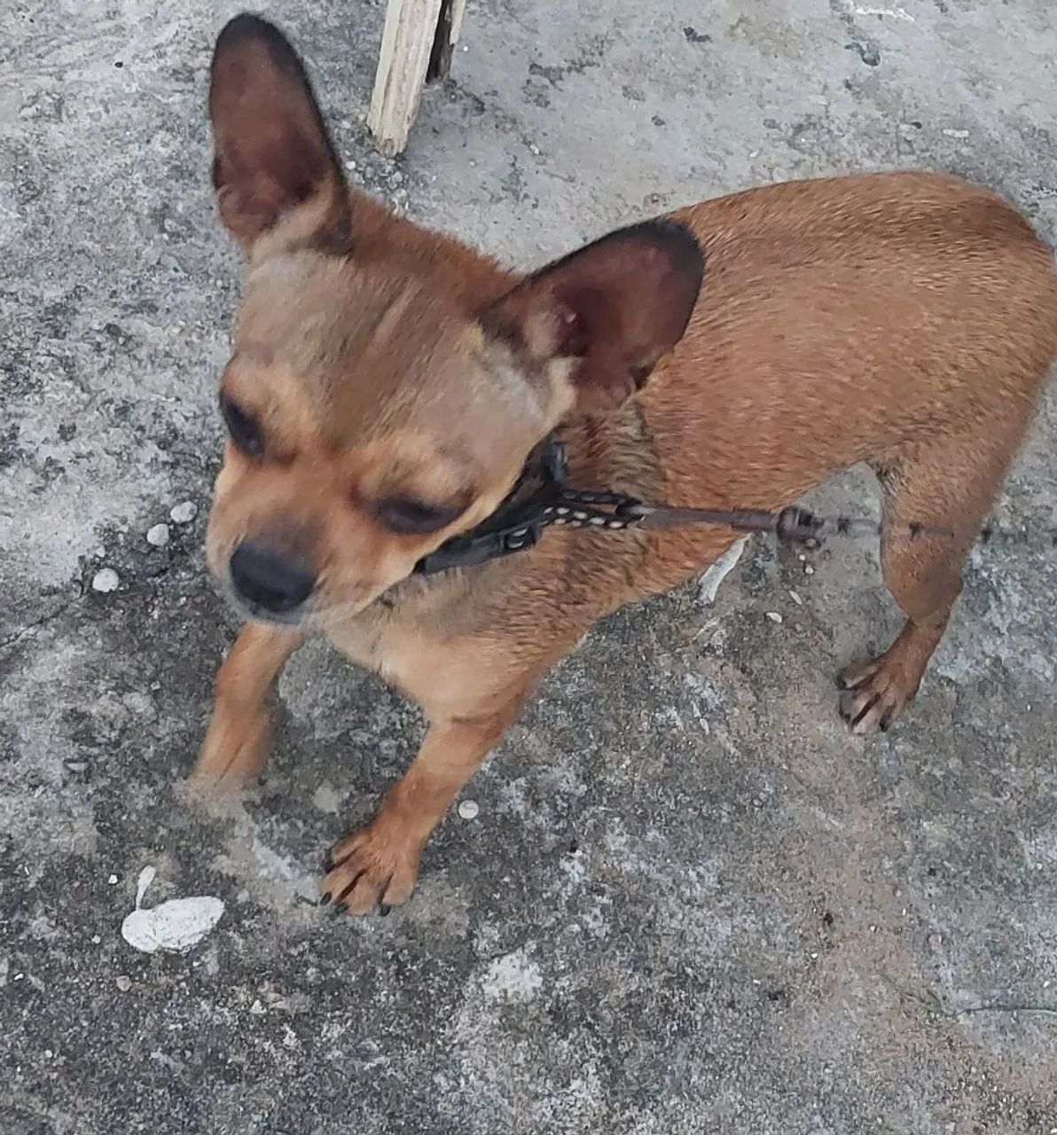 Animais de estimação 