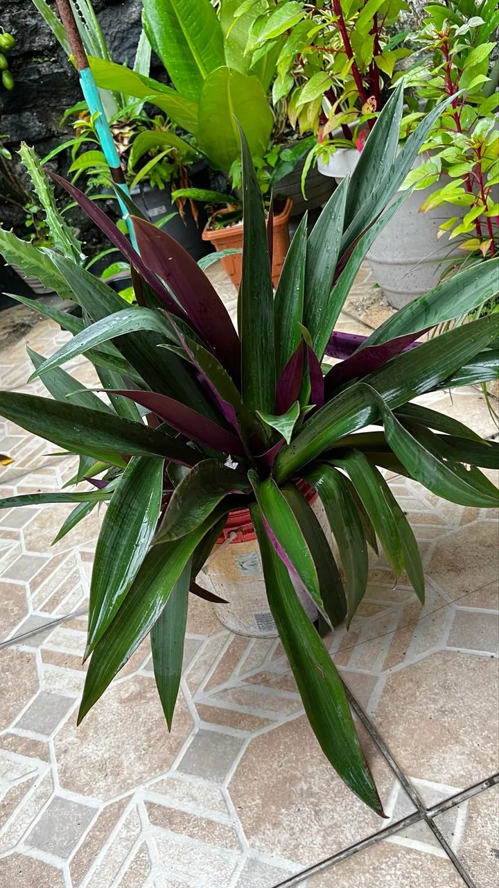 Planta decorativa - Foto 2