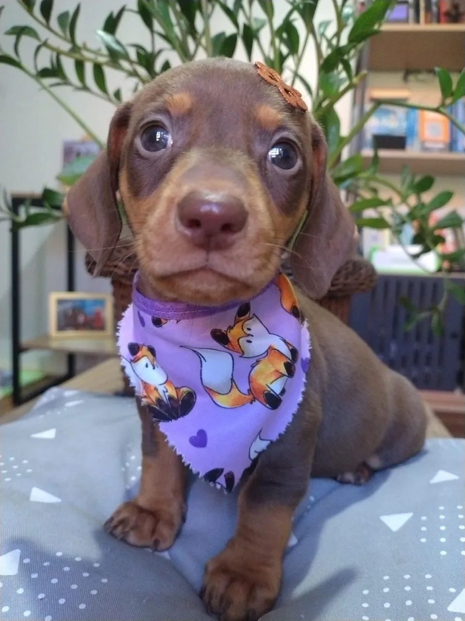 Daschund mini  - Foto 2