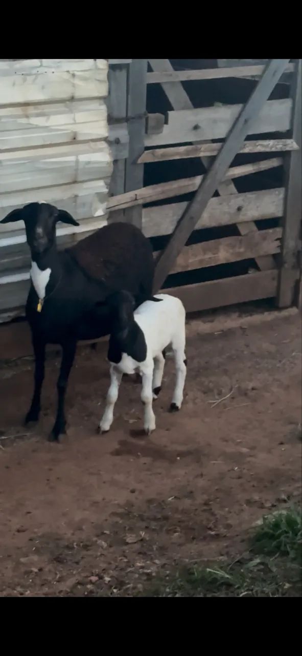 Casal ovelha e Carneiro  - Foto 2