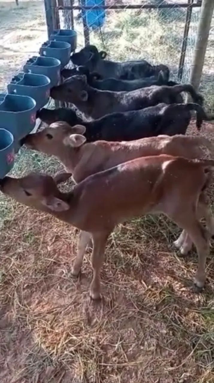Bezerros Choqueados 