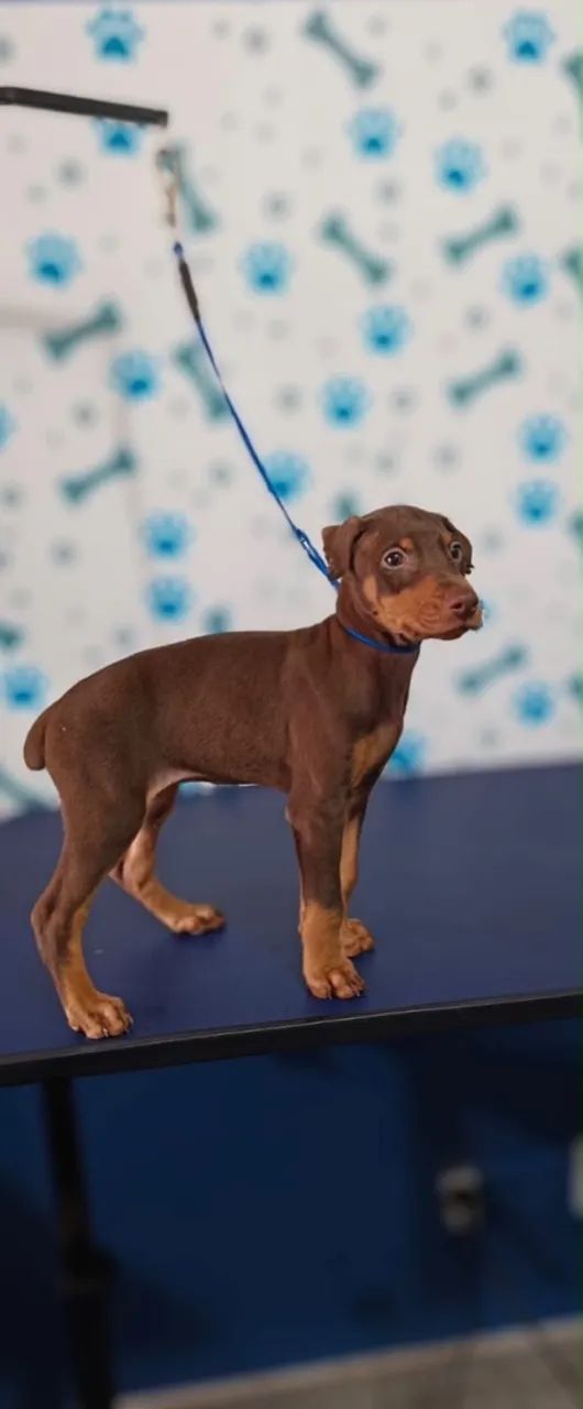 Doberman femea - Foto 3