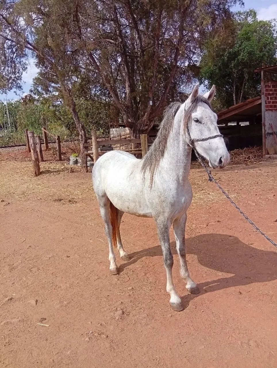 Potro a venda. Registrado - Foto 2