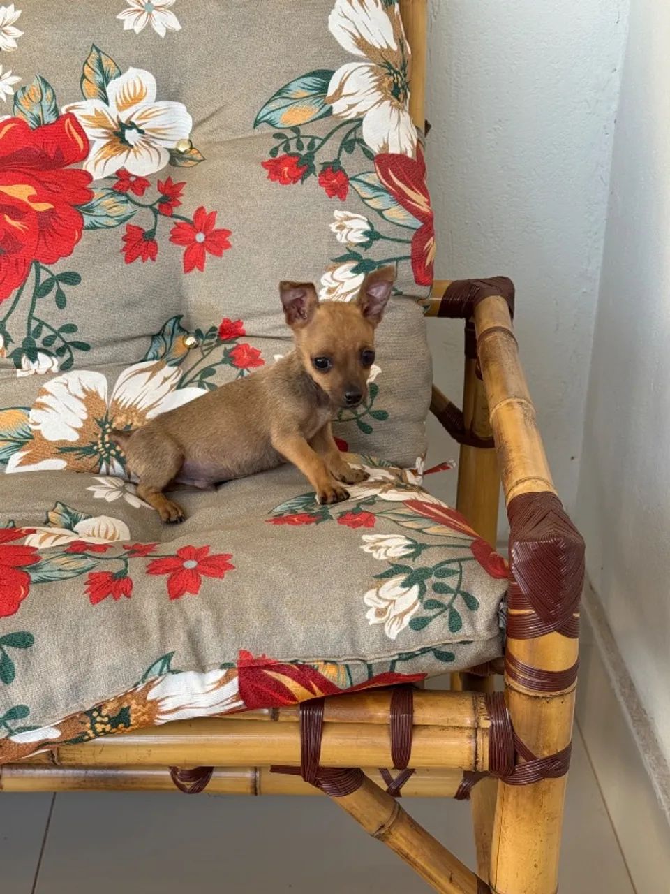 Pinscher macho zero - Foto 2