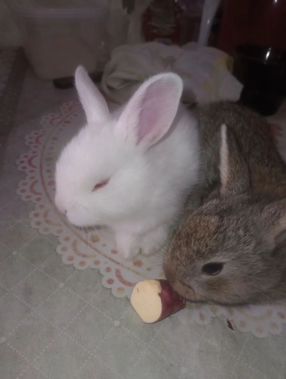 Coelhos65203908050307122