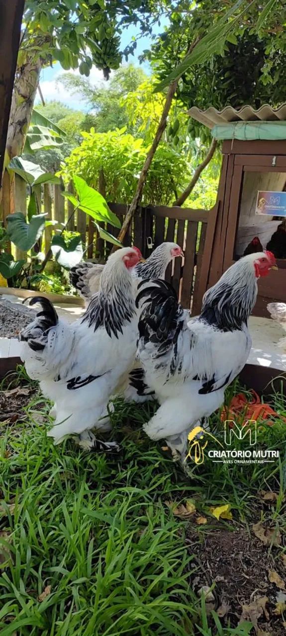 Ovos de galinha Brahma light  - Foto 4