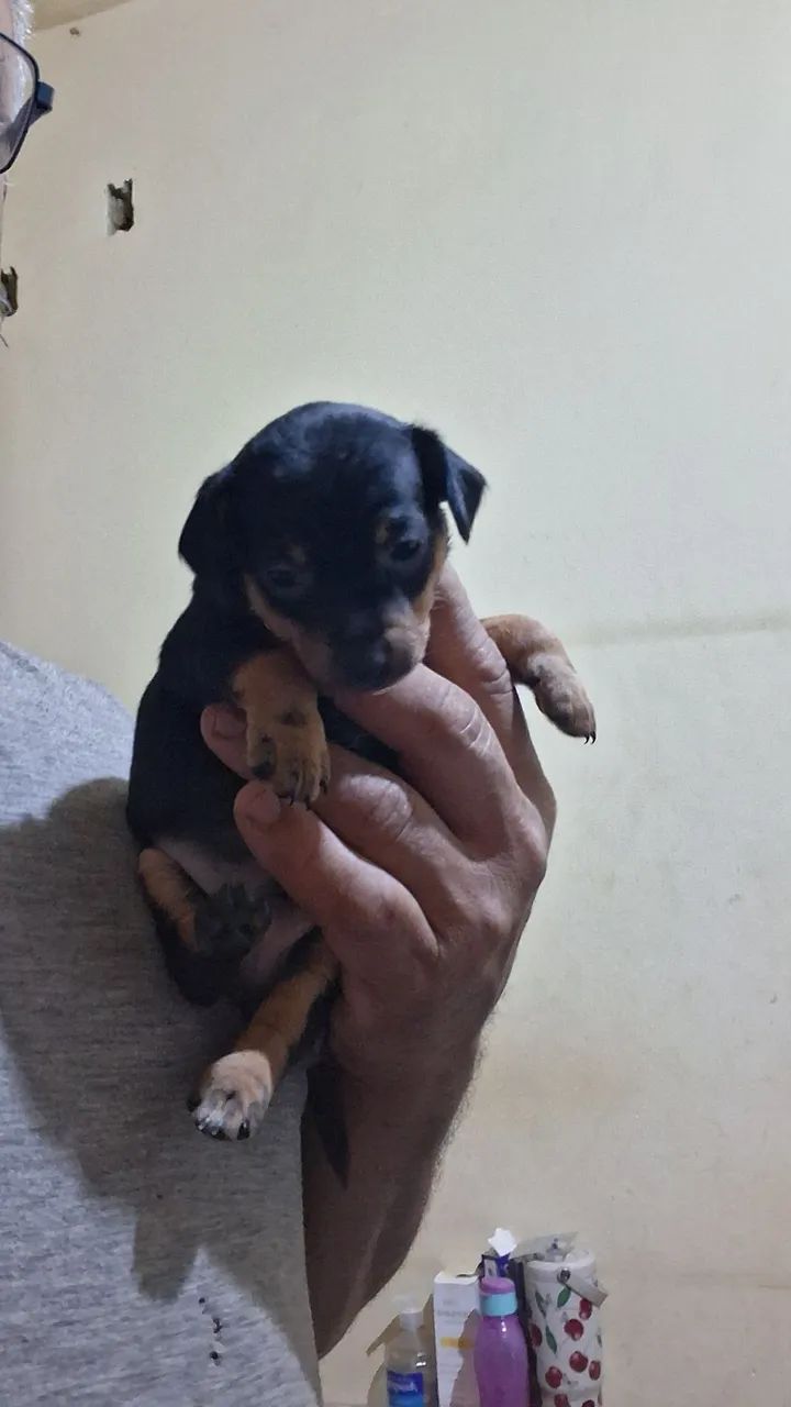 Pincher 