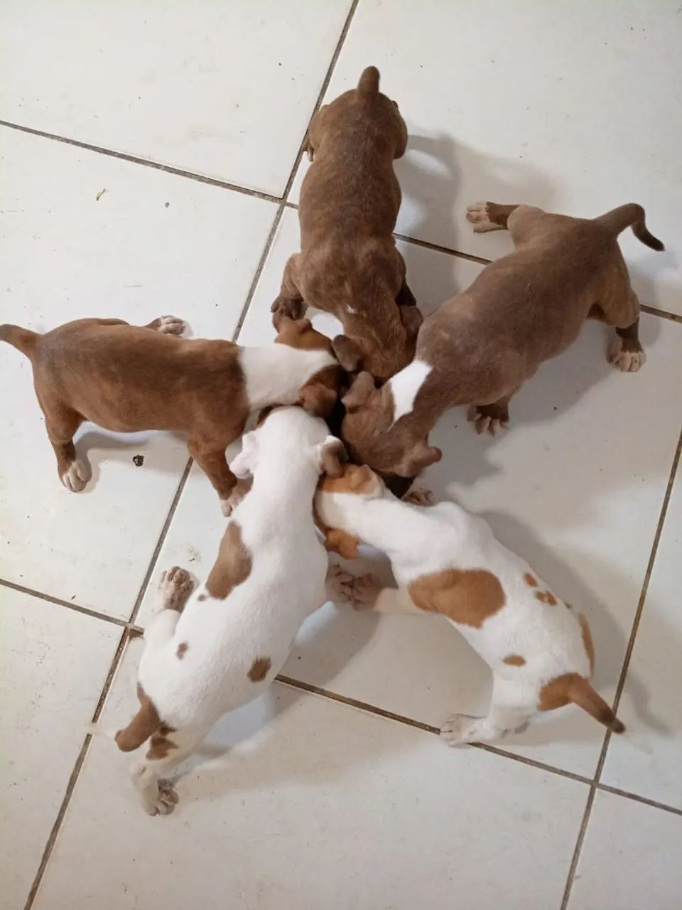  Filhotes de pitbull