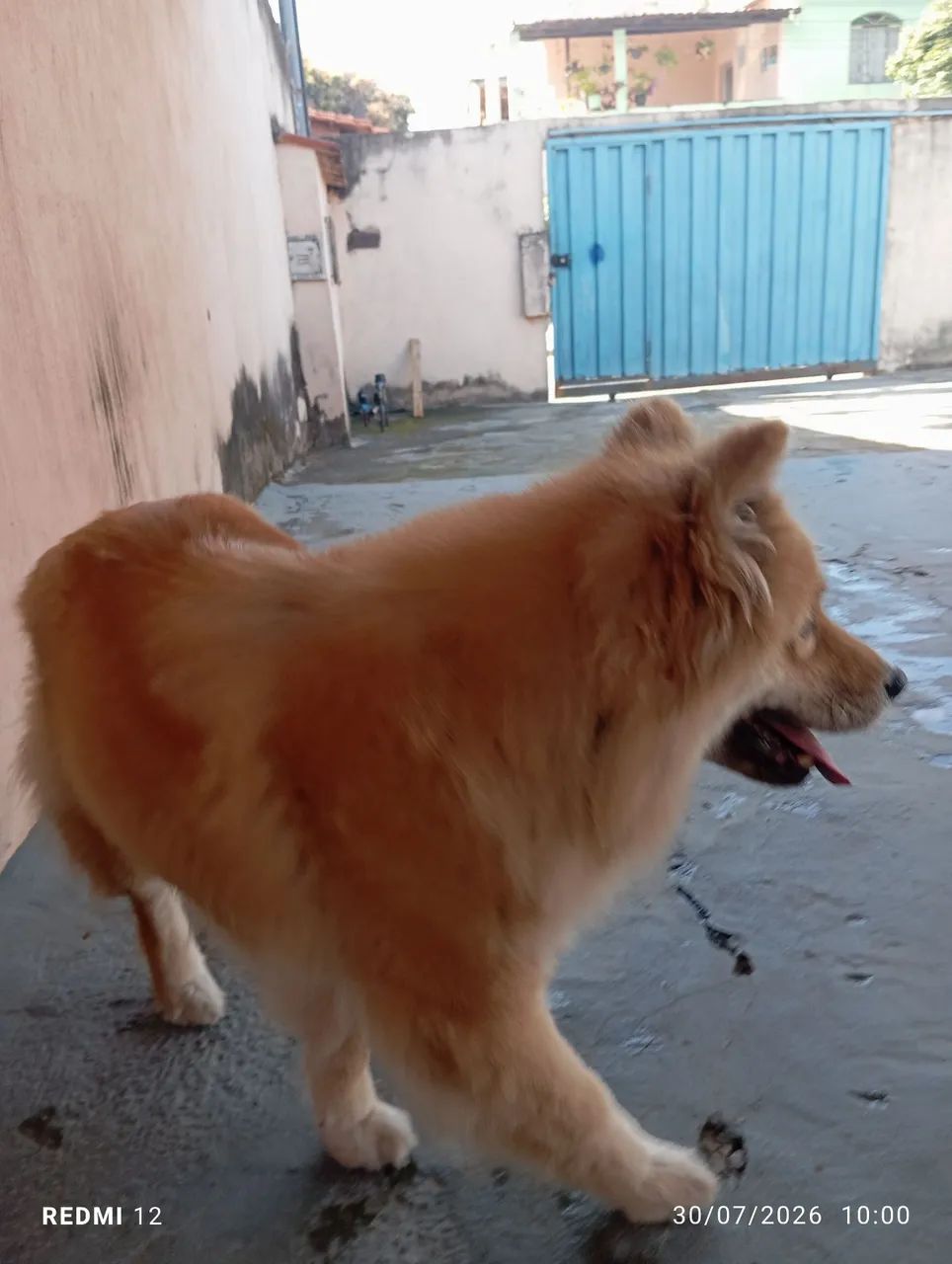 Doa se cadela