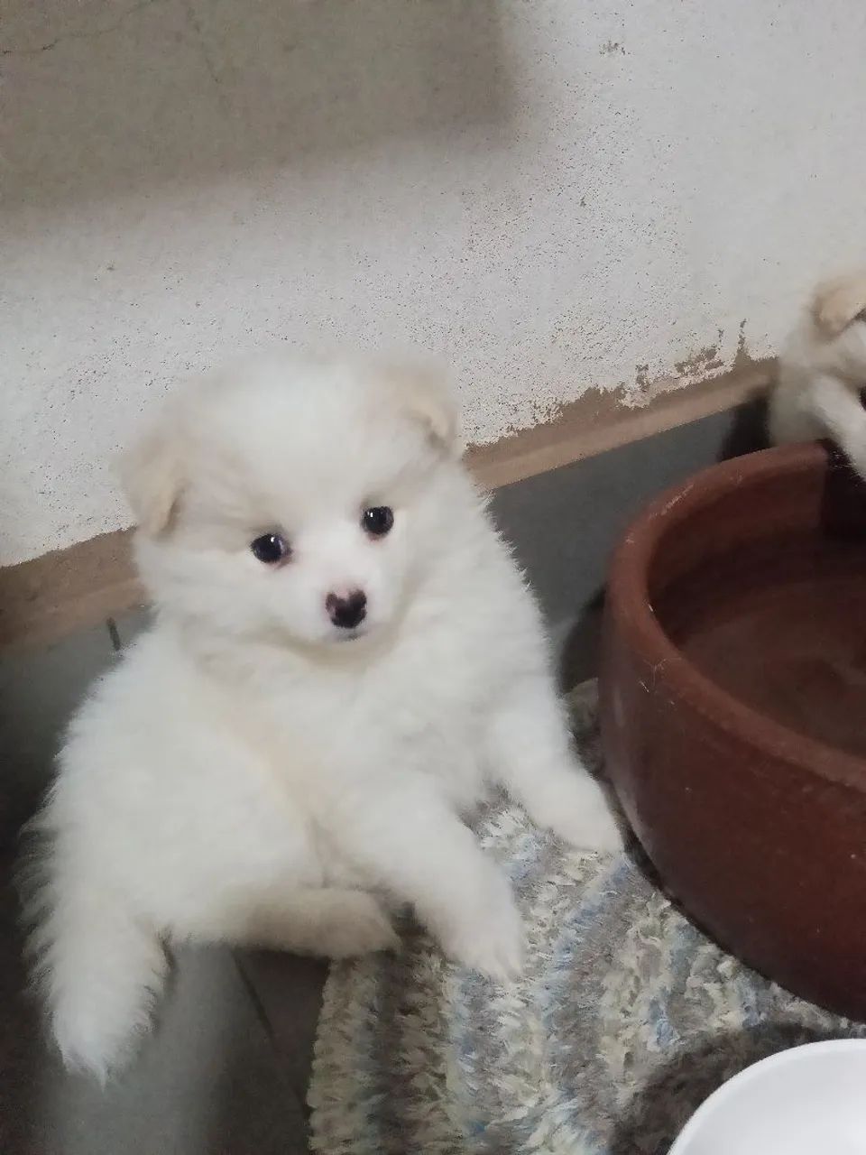 Spitz alemão lindas - Foto 2