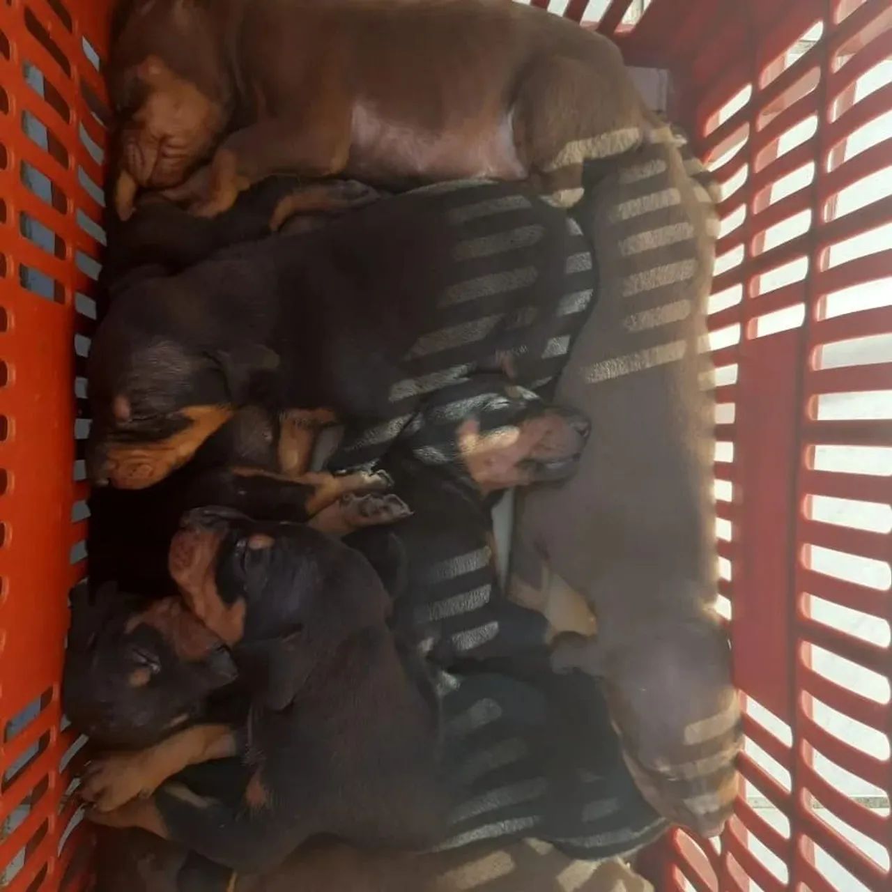 Filhotes Doberman - Foto 4
